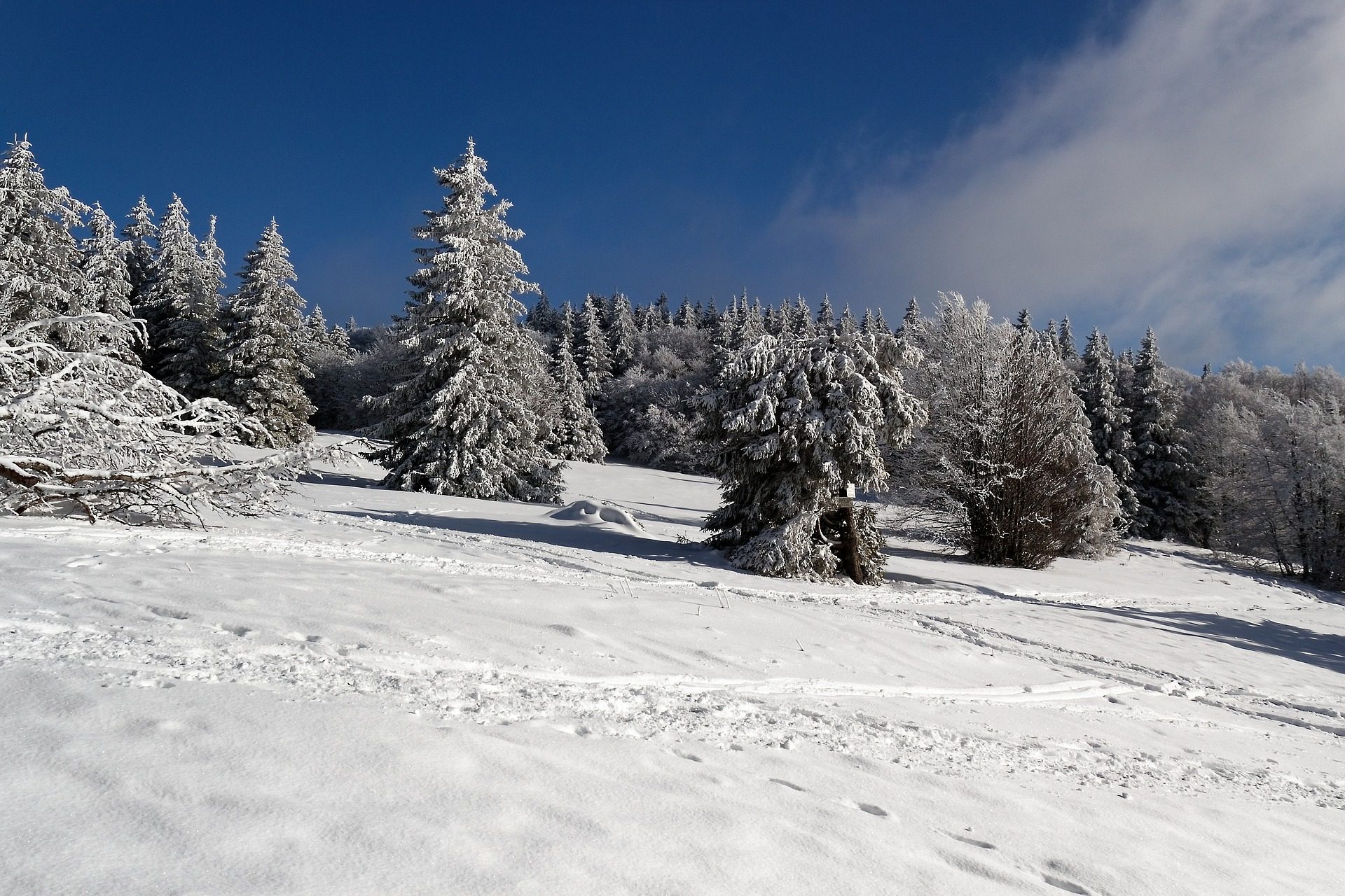 Forêt des Vosges sous la neige